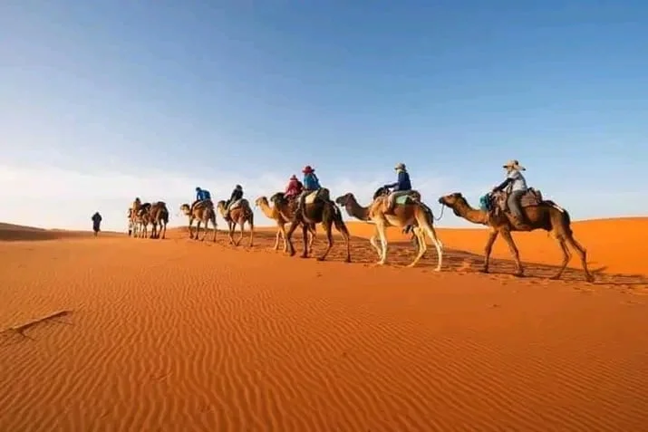 A camel Caravan at Sahara Desert