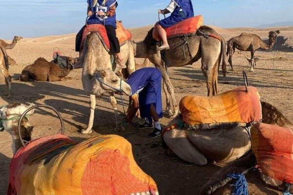 Resting camels and tourist at Agafay Desert