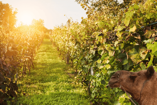 Cute working Camel in a wineyard