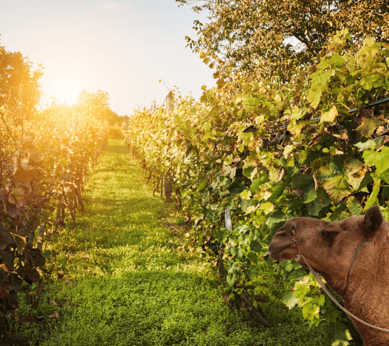 Cute working Camel in a wineyard