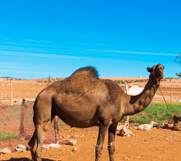 Camels resting in the souss massa dra region Agadir