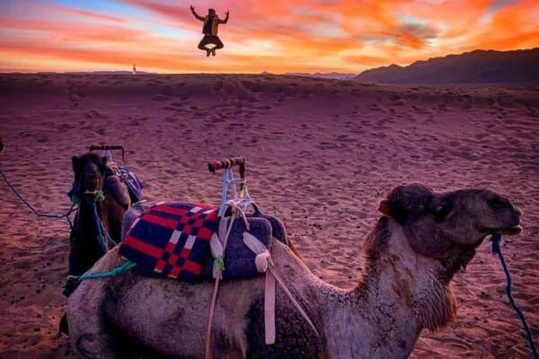 A resting camel at sunset in the Zagora Desert, with a tourist getting a jumping pose on the background