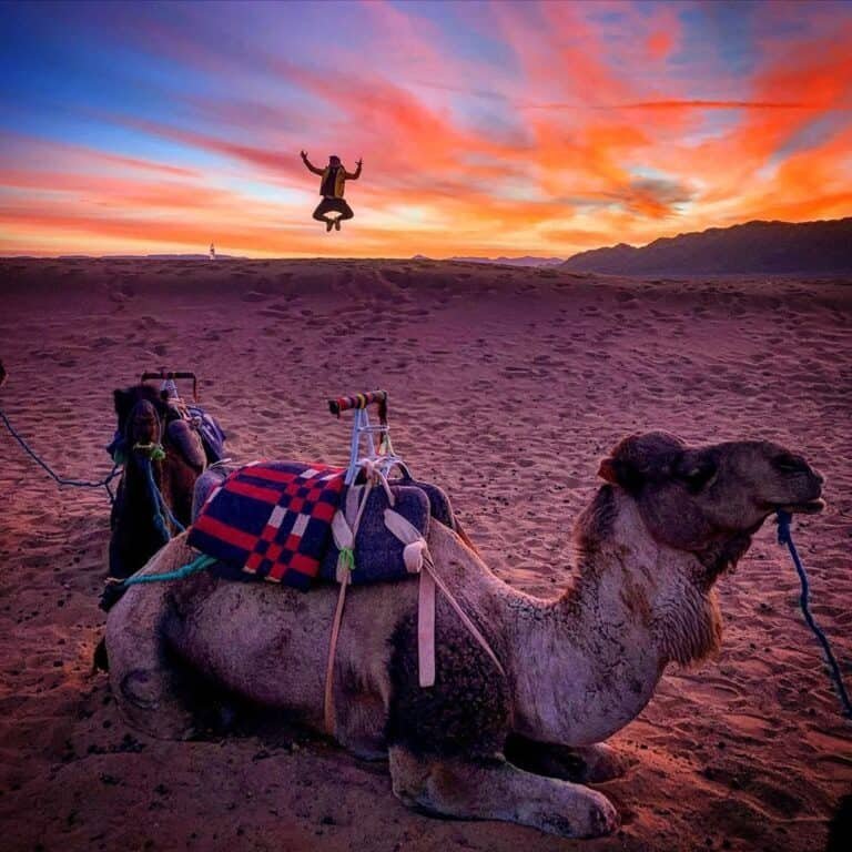 A resting camel at sunset in the Zagora Desert, with a tourist getting a jumping pose on the background