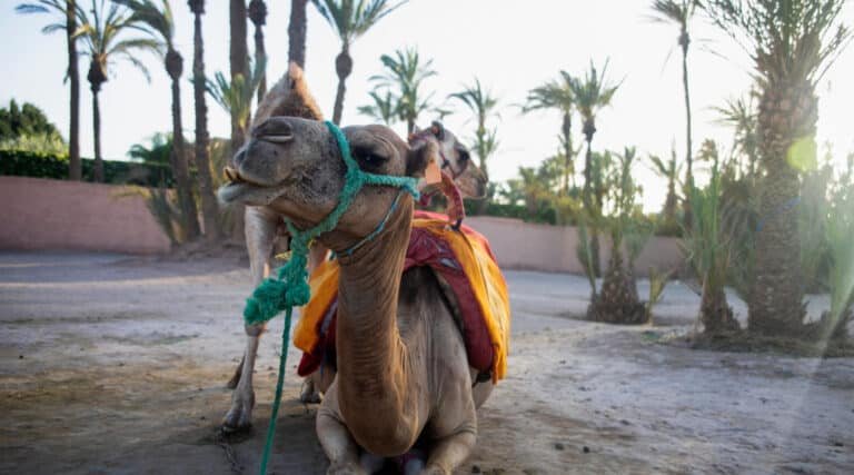 A camel in Marrakech Palmeraie