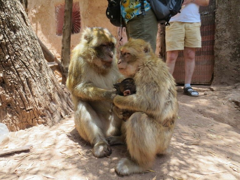A couple of local monkeys in Ouzoud Waterfalls