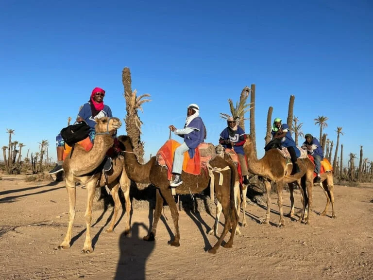 camel ride caravan at marrakech palmeraie