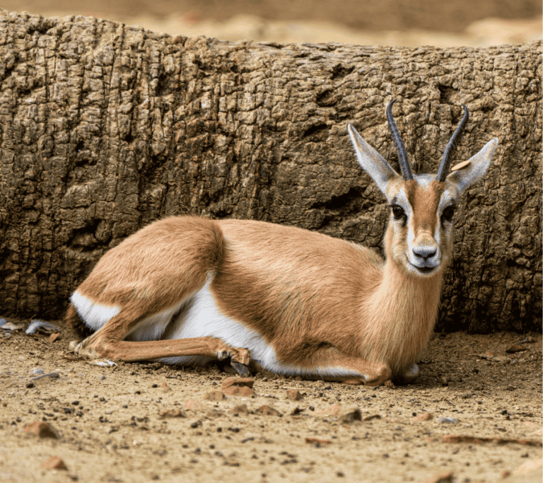 Saharan gazelle at the Souss Massa National Park