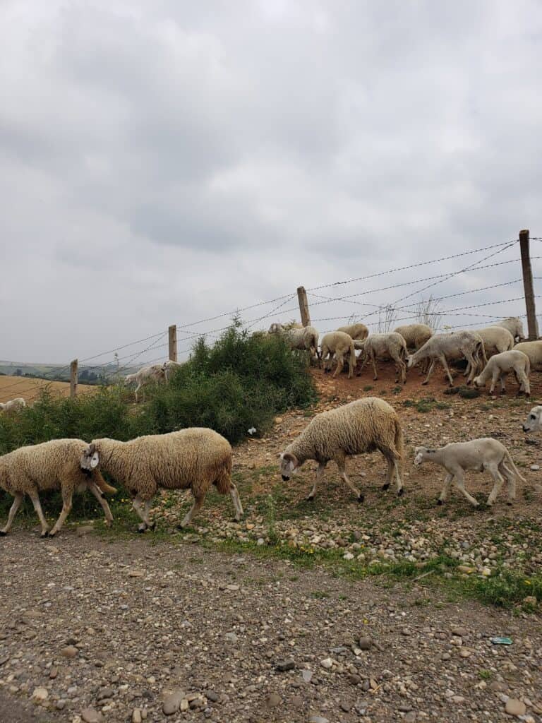 A herd of sheep crossing over at the Atlas Mountains in Morocco