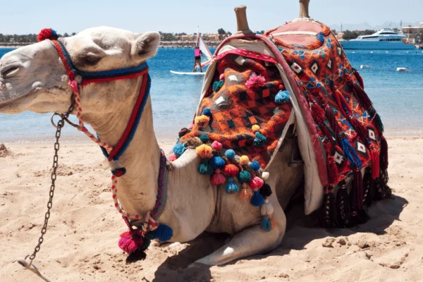 Cute Camel resting at the beach in hurghada, Egypt