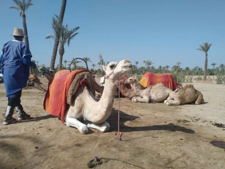 Local man with three camels at Marrakech Palmeraie, Morocco