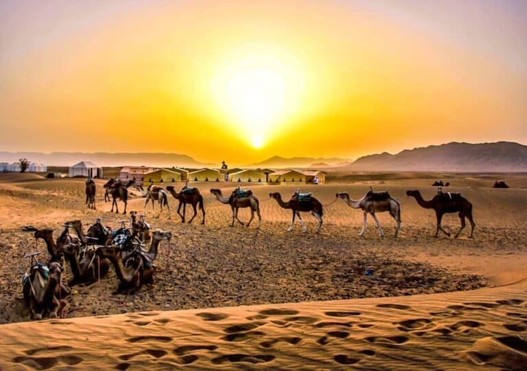 A resting camel at sunset in the Zagora Desert, with a tourist getting a jumping pose on the background