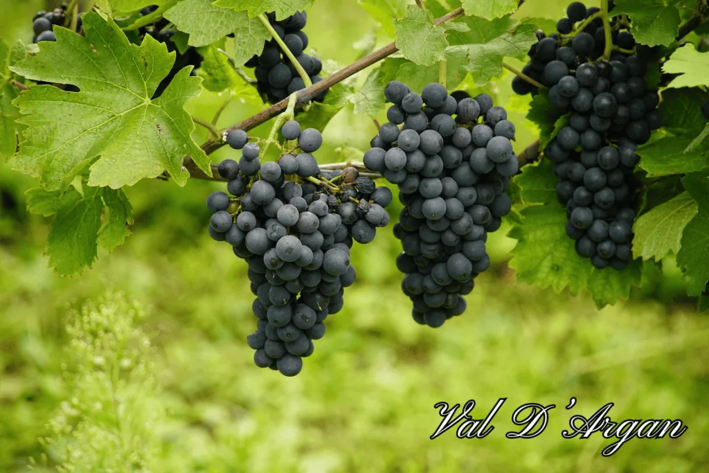 Essaouira Grapes at a Wineyard, Morocco