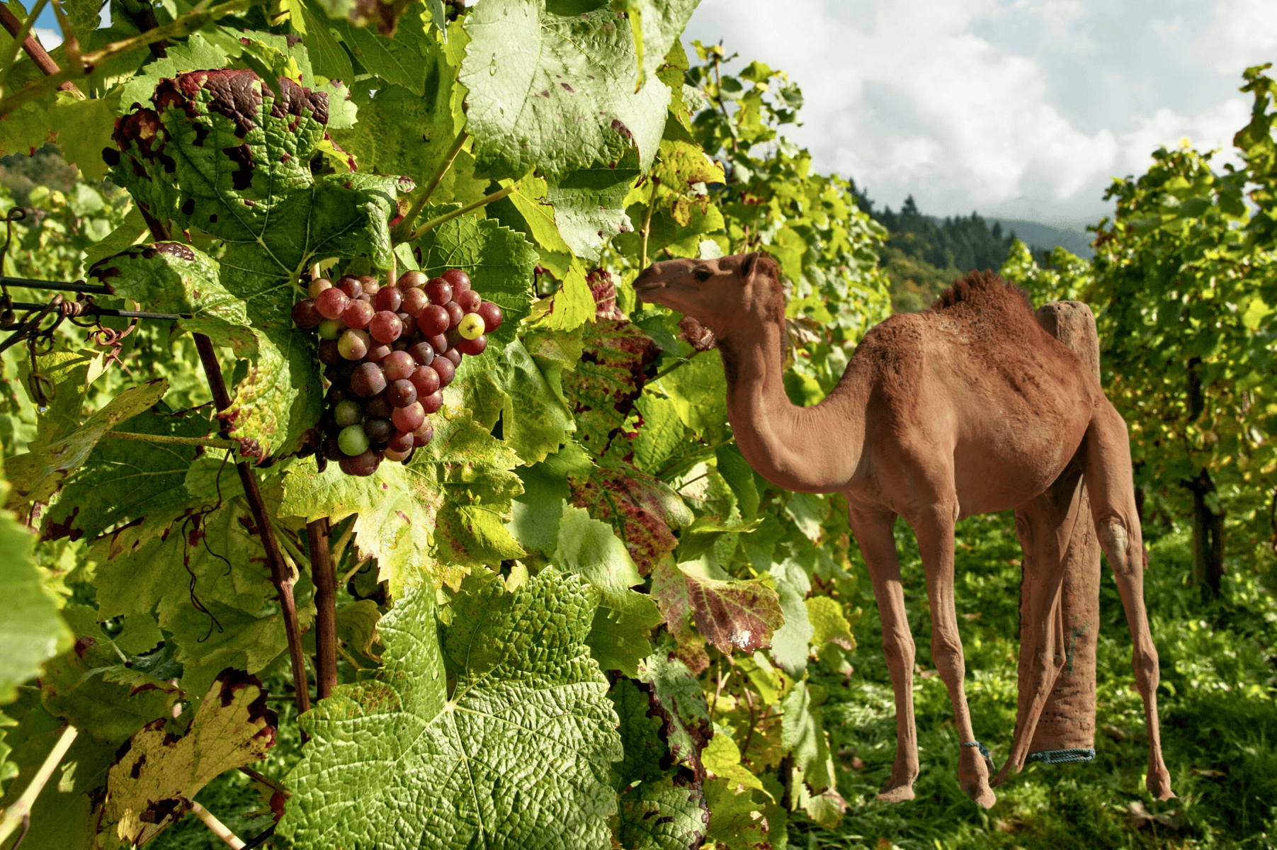 Working Camel in a Vineyard at Essaouira